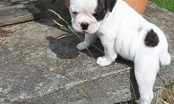 Olde english bulldogge puppies ready to go shots and wormed they are 13 weeks old call 6076447904