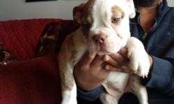Olde english bulldogge puppies ready to go shots, , tails docked