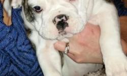 SALE !!!!!!!!!!!!! Adorable Olde English Bulldogge puppies available. 3 Females. 2 White with black markings, 1 white with brindle markings.
Mom on site. Both parents healthy with no health issues.
Shots up to date. Wormed. Vet checked twice. Dew claws