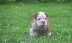 Olde English Bulldogge Puppies Available for their new homes 5/26/2013. We have males and females available. Pups are up to date on shots and have a health certificate, registration papers, health guarantee and a copy of their pedigree. Terms will vary.