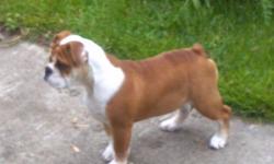 Olde English Bulldogge baby. She is 17 weeks old born February 8th 2013. She is 4 months olde. Healthy and current on vaccines and more. Please contact for more information (315) 406-0821 or email me at [email removed]. contact for price. She is pick