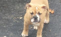 Olde English Bulldogge female IOEBA Reg 12 week nice thick Bone and healthy sweet heart she's very good with kids very good blood lines she comes UTD with shots and dewormed call for more information 5167799956
