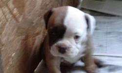 Adorable bulldogge pups first shots family rasied $1600 to $1800 papers and parents on site