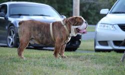 Icon is up for atud for only $500.00 For the month of January only! He is a proven producer of blue. Along with some very bully healthy pups! Please contact for more info please.