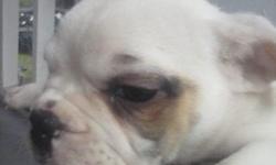 I have three olde engllish bulldogge pupe for sale I>O>E>B>A> registered.Pup where born 5-29-14