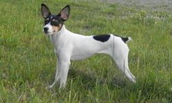Rumor was born in October 12, 2013 and she needs to find her forever home. She comes with her UKCI registration papers.
She was going to be a part of my breeding program to better the Standard Rat Terrier breed, however, she did not develop as I had
