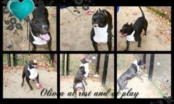 Olivia is a sweet, beautiful girl. She is shy at first but once she knows you she is turns into a loving, playful girl with a funny personality. She is cat friendly and can live with submissive male dogs. Olivia is great girl who will make a wonderful