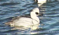 I have one unrelated pair of 2012 hatch Smew Duck for sale. They have access to fresh running water throughout the year. Email me if interested. Free Shipping