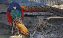 I have for sale two 2012 hatch Red Golden Male Pheasants. 'Price: $19 is per male'. These birds are ready for immediate shipment now. Shipping is available to anywhere in the lower 48 states and where there is no Lives Embargo for US Postal Service