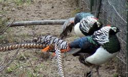 I have for sale one 2013 hatch pair of Lady Amherst Pheasant. Shipping would be in early fall on weather permitted days. Price is for the pair. They are healthy and in very good condition with no defects.