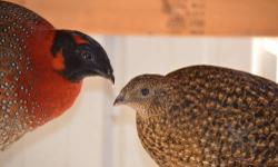 I have for sale one 2013 hatch Satyr Tragopan pair. Shipping would be in early fall on weather permitted days. They are in perfect shape and in good condition.Price is for the pair.