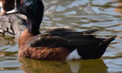 I have for sale one 2013 hatch Regular Mandarin Drake. Shipping would be in early fall on weather permitted days. It is healthy and in very good condition with no defects.