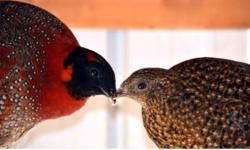 Presale offer for a pair of 2014 hatch Temminck's Tragopan. Birds will be shipped when weather permitting and visual sexing is possible. This will be more like in September/October. Price is for the pair..Email me if interested..
Thanks for looking...