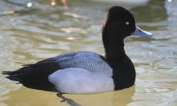 I have for sale One 2 Years Old Pair of Greater Scaup Ducks in full color. Price is for the pair. They are full winged. Shipping would be on weather permitted days.Email me if interested..
Thanks for looking...