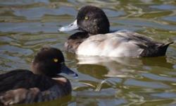 I have for sale One 2 Years Old Pair of Lesser Scaup Ducks in full color. Price is for the pair. They are full winged. Shipping would be on weather permitted days. Email me if interested..