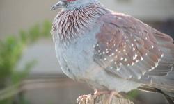 I have One Australian Crested Dove - unsexed for sale. Shipping would be on weather permitted days. It is healthy and in very good condition with no defects.