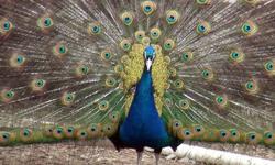 I have a breeder pair of Spaulding high percentage Java Peafowl for sale. Price is for the pair.
They are 85% java spaulding male and 95% java spaulding hen. More unrelated breeder hens are avaialble.