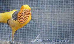 I have for sale one 2010 hatch breeder Yellow Golden male Pheasant. He is fully colored and has no deformities. Shipping would be on weather permitted days. Shipping, Handling and Box Cost would be extra.