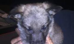 Female german shepard, pure bread, no papers
Call for more info, A new litter on just born as well. 585 2600418