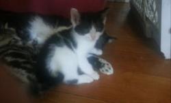 I have two playful kittens brother and sister ready to go to a new home. I would like for them to go together because they are always together.. But if not its okay too. Pick up only.