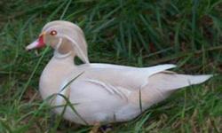 White Wood Duck Hen available for taxidermy. The Hen is kept frozen in hygienic conditions. Email me if interested.