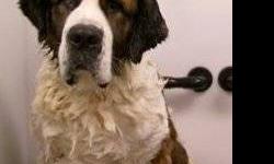 Beautiful female St. Bernard needs a new home. She is housebroken, current on her shots, and has not been spayed. She is purebred, but does not have papers. I do not have any photos at the moment as I need to get a new USB cord for my camera, but will add
