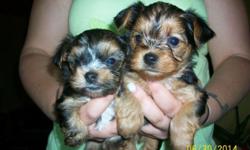 ONLY 1 LEFT!!! Summer Yorkie mix Puppies: Born 5/21/14. Ready to go SOON! Mix breed puppies. Dad is a pure bred Yorkie. Mom is mix of Yorkie, Toy Poodle, and Shih Tzu. See pictures. Both Mom and Dad weigh about 6 pounds. Puppies should be small,