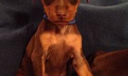 ACA Registered Miniature Pinscher Puppies with champion bloodlines. Only 3 left out of 7:
1 Chocolate/Tan Female
1 Black/Tan Female
1 Black/Tan Male
Raised in our home with lots of love and attention. Both parents are on premises. Puppies have had their