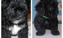 Get your CHRISTMAS PUPPY Early.....ONLY $400.00
2 males left from litter of 5.
Born June 8, 2013
Bam Bam-all black
Bruno-black with chest and white tipped tail
They have the hair of a shih poo (wavy) and the tail of a shih tzu
***if you wanted to keep the