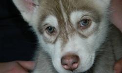 Only 2 left of 10. Hurry before they are all gone!
2 Beautiful Registered AKC Siberian Husky Puppies.
These puppies have been raised in our home with both of their parents.
Received first shots and dewormer.
Purchase price includes health certificate, AKC