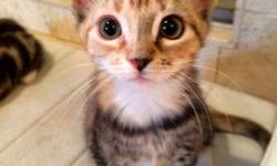 Ginger is a sweet and gentle short-haired female gray and orange tabby. She was born outside of my friend's house along with her 4 siblings. I have been fostering her and her sisters since they were four weeks old. She is one of nearly 100 kittens that I