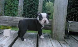 This litter of Boston Terrier puppies lost their mother soon after her c-section... Lucky thing a good friend of mine had a litter of 2 about a week earlier and Blossom the mom accepted them...There is 1 female still available. They are CKC registered and