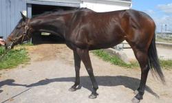 I have a lovely mare J/C registered name is Essex Ferry who is sired by Horse of the Year Lido Palace from Chile. Her dam is out of famed broodmare sired Lord Avie. She is 15.2 hands high. Great broodmare prospect. She's a maiden and let down from the