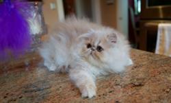 This is an OUTSTANDING Cream Male PERSIAN Kitten. He is just over 12 weeks old and ready to go to his new forever home! He is a CFA Registered (Cat Fancier's Assoc.), beautiful, hardy and playful kitten. This boy has National, Regional and Grand Champion