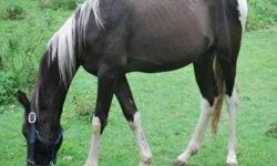 Paint/Pinto - Dakota - Medium - Young - Male - Horse
Dakota is one of our newest additions to Sunshine. He is an incredibly well built and handsome paint who is coming along nicely with ground work. He will be started under saddle soon To adopt a horse