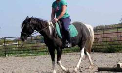 Paint/Pinto - Zoe - Medium - Adult - Female - Horse
Zoe is a six year old 14.3 H black/white pinto mare. She was bought at auction from the "kill" pen to keep her from slaughter and to help her have a good life. We have had her evaluated by our