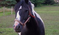 Paint/Pinto - Zoe - Medium - Adult - Female - Horse
Zoe is a 7 year old 14.3 H black/white pinto mare. She is sound, sane and working quietly under saddle in training. Not a beginner's horse. She was bought at auction from the kill pen to keep her from