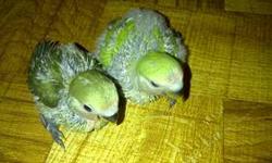 I have 2 baby lovebirds that are about 4 weeks old and are currently being hand-fed. They are green peachface lovebirds and are very active, friendly and healthy.
$90 for the pair.
You must know how to hand feed or willing to learn.
If interested text me