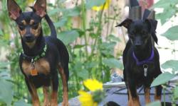 Autumn & Winter are Sisters born August 2013 who were brought into Rescue together. They both became pregnant at a young age and raised a litter of puppies. They are now looking for their own Forever Home Together. These two have awesome personalities,
