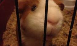 I have a great pair of guinea pigs that are looking for a great home.... They love to squeak and are pretty friendly.... We do jot have the time for them and they deserve more time. They come complete with cage and any supplies I have food etc..... Email