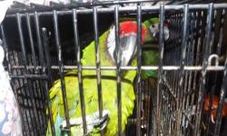I have 2 military macaws for sale They have been together 5 years they are full feathered and they dont pluck each other.Will conserder trade for baby macaw .I have never tried breeding themI don't have time or space.I just want talking pet bird.I will