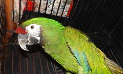 pair of Military Macaws they're about 6 and 12 yrs old They are fully feathered and do not pluck can be handled Will consider trade for baby macaw.