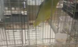 I have I pair of parrotles for sale .don't know much about there colors type .The male is a lite blue and the female is greenish yellow . they have bin mating lately. just add the breeding box and you are good to go for breeding. they come with a new