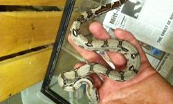 a nice pair of het albino red tail boas male and female 2 feet long brought from bob clark nice project but dont have the time or room.wont fine them cheaper anywhere if just want one the male is $100 and female $150.00 will ship but buyer must pay for