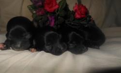 Born Feb 6th. Small deposit to hold. Will be ready April 3rd.
Will be vet checked with shots and wormings.
4 females. All black and tan in color will have medium to long coat. Will be approx 4-6 lbs MAX.
We guarantee the health of our puppies. They are