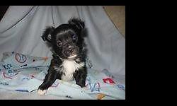 Will be a small and compact little man!
Daddy is a long coat Chihuahua. Mommy is a Papillon.
Raised in our home. Parents are pets. No cages or kennels.
Will be socialized with children and other animals.
Vet checked, shots and wormed. Will have health