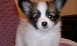 I have shown and bred Papilions for over ten years.. I have finished many a champion puppy and all my puppies are guaranteed and updated on vaccines and worming before going to their new owners..I have one little boy available at this time . His name is