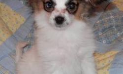 Thor is a loving little guy, will be about 6-7 lbs full grown.Gets along great with other dogs and cats.BUTTERFLY DOG: The Papillon is one of the oldest and most revered of the Toy breeds. The companion of royalty originating from France becoming part of