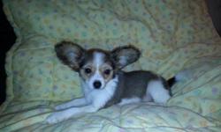 Cute papillon male awaiting his forever home with you. Comes with small starter bag of food and a toy.. Up to date on shots.ready for his new home, please contact if you would like him. Pre Spoiled with lots of TLC...last pic is of the mom.