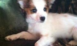 Papillon - Pixie - Small - Baby - Female - Dog
Pixie is a 4 month old papillion puppy saved from an unheated pig barn where she was freezing in the cold. She is a beautiful little dog with a great disposition. Her breeder let us rescue almost the entire